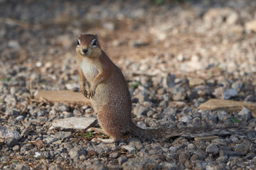 Naklejka na ściany i meble Unstriped ground squirrel Xerus rutilus Amboseli National Park - Africa Eating Standing