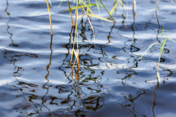 reeds reflections in the water