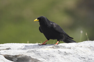 Alpine chough yellow billed Pyrrhocorax graculus crow Pyrrhocorax switzerland mountain flight