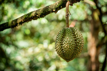 durians on the durian tree in organic durian orchard.