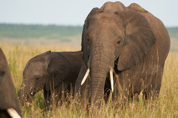 Fototapeta na wymiar Elephant Baby Amboseli - Big Five Safari -Baby African bush elephant Loxodonta africana