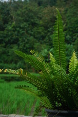 Nephrolepis exalta (Sword Fern). Beautiful ferns leaves green foliage. Close up of beautiful growing ferns