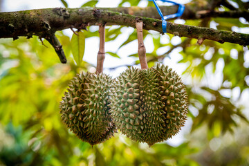 durians on the durian tree in organic durian orchard.
