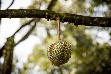 durians on the durian tree in organic durian orchard.