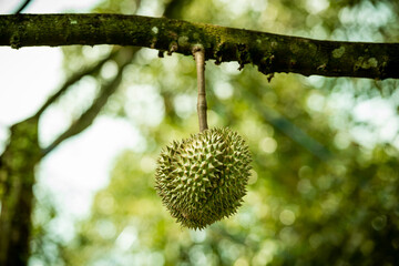 durians on the durian tree in organic durian orchard.
