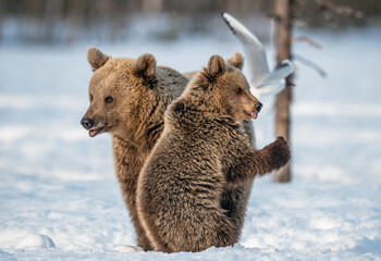Obraz premium She-bear and bear cub in winter forest. Bear cub stands on its hind legs. Wild Nature. Natural habitat. Brown bear, Scientific name: Ursus Arctos Arctos.