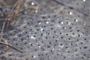 Frog Toad Spawn Texture Macro Bright Mountain Light