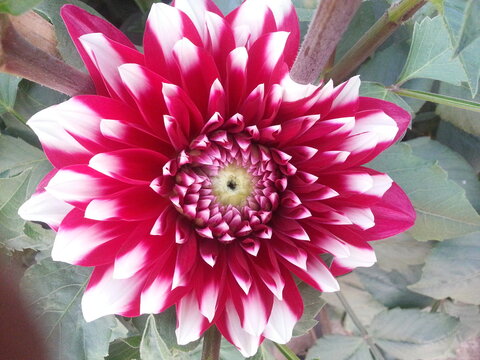 pink and white dahlia flower