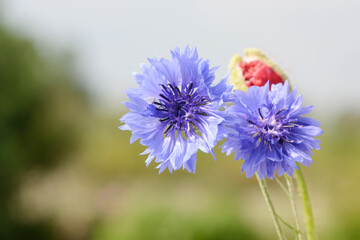 blue cornflower and bud from red poppy flowering in the nature