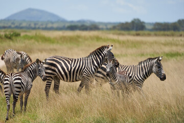 Fototapeta na wymiar Plains zebra Equus quagga- Big Five Safari Black and white Stripped