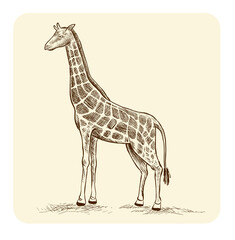 Hand drawing of giraffe animal with textured, realistic inking vector illustration.