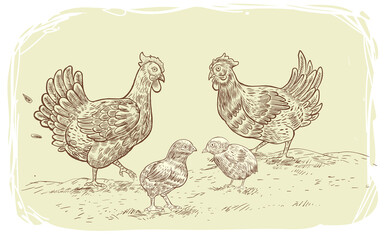 Fototapeta na wymiar Vector illustration of hens and chicks. a series of farm animals hand drawn, handmade drawing figure chicken, Isolated fowls image on a white background.
