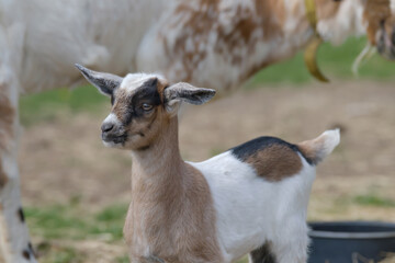 One brown, white baby goat kid, standing on the spring grass, part of body