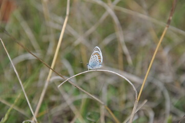 Blauer Schmetterling