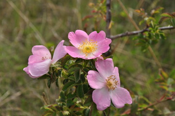 Fototapeta na wymiar Wilde Frühlingsblume