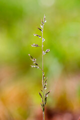 Straw with dew drops in the morning