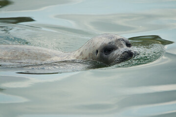 Obraz premium harbor or harbour seal Phoca vitulina also common seal and true seal 