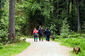 Wandern in Gruppe mit Hunden Bayern Deutschland Wanderweg im Wald