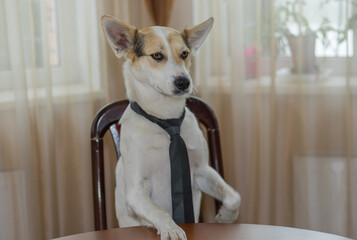 Indoor portrait of white mixed-breed dog wearing necktie that looking as big boss while sitting on...