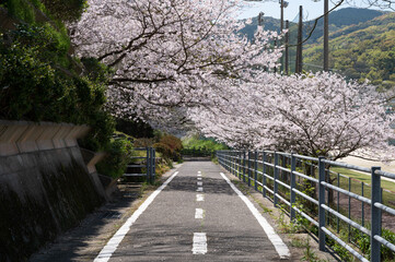 桜と自転車道路
