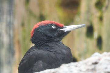 Black woodpecker Dryocopus martius Picidae Portrait Close