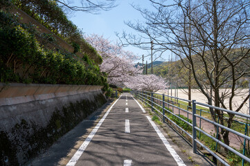 Fototapeta na wymiar 桜と自転車道路