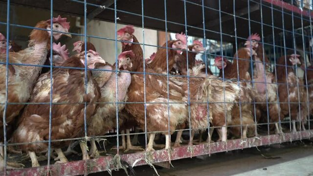 Chikens in Cage, Close Up Slow Motion