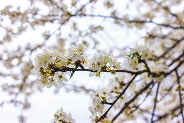 Close up photo of branches with white flowers.