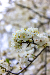 Close up photo of branches with white flowers.