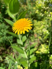 陽に向かって咲く一凛のタンポポ