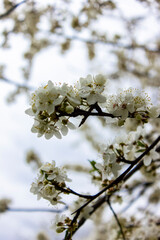 Close up photo of branches with white flowers.
