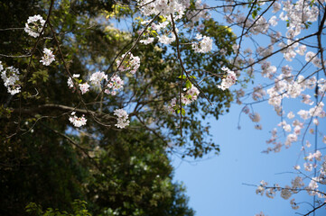 満開の桜と青空