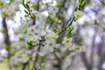 Close up photo of branches with white flowers.