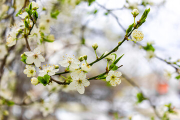 Close up photo of branches with white flowers.