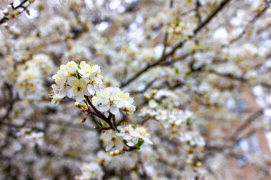 Close up photo of branches with white flowers.