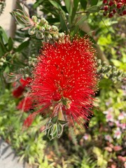 ブラシノキの花