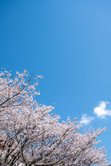 満開の桜と青空