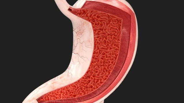 Human Stomach Anatomy - Layers and Structure