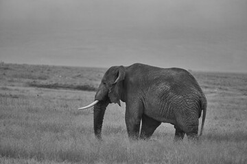 Fototapeta premium Elephant Big Huge Tusker Amboseli - Big Five Safari -Baby African bush elephant Loxodonta africana Black and white