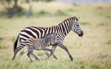 Fototapeta na wymiar Zebra female and baby running together in Masai Mara plains Kenya