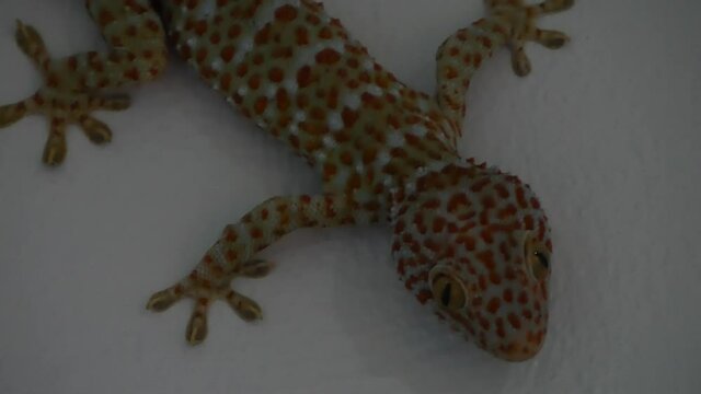 Tockay gecko on gray surface. From above Asian specie of lizard named tockay gecko crawling on gray surface in evening.