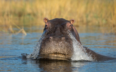 Hippo sticking his head out of water in Chobe River Botswana