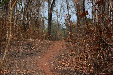 the way in the dry forest 