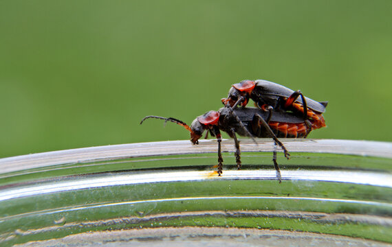 Soldier beetles (Cantharis livida) mating on the edge of a glass