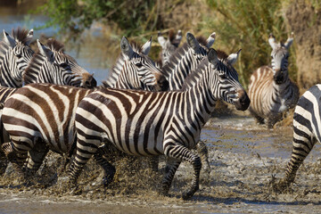 Fototapeta na wymiar Herd of Burchell's Zebra running through water in Serengeti Tanzania