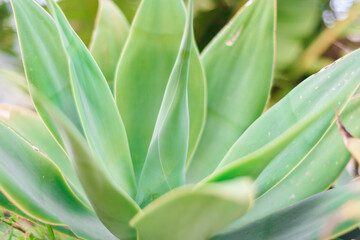 aloe wild growing plant close view, green background