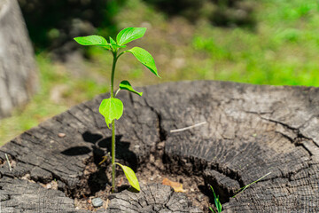 young plant growing in soil