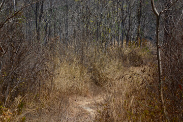 the way in the dry forest 