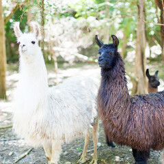 Obraz premium TWO LLAMAS