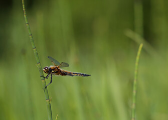 A Four-spotted chaser resting on a top of a plant